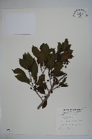 藏品(鐵冬青)的圖片