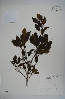 藏品(鐵冬青)的圖片