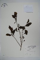 藏品(鐵冬青)的圖片