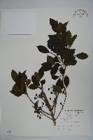 藏品(鐵冬青)的圖片