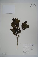 藏品(鐵冬青)的圖片