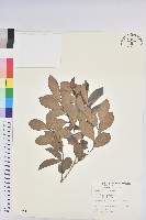 藏品(細葉饅頭果)的圖片