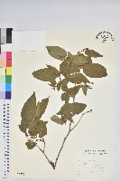 藏品(南燭)的圖片