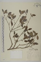 藏品(日本賽衛矛、日本假衛矛)的圖片