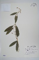 藏品(小錦蘭)的圖片