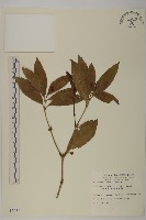 藏品(草珊瑚、紅果金粟蘭)的圖片