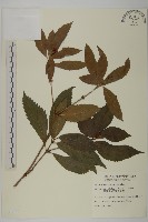 藏品(草珊瑚、紅果金粟蘭)的圖片