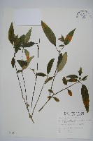 藏品(長花九頭獅子草、山藍)的圖片