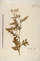 藏品(飛機草)的圖片