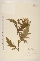 藏品(飛機草)的圖片