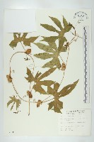 藏品(雙輪瓜)的圖片