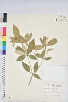 藏品(裡白巴豆)的圖片