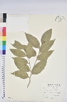 藏品(南仁鐵色)的圖片