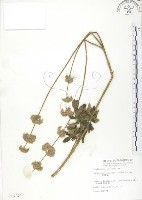 藏品(灰葉蕕)的圖片