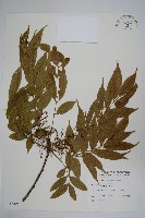 藏品(木蠟樹、山漆)的圖片