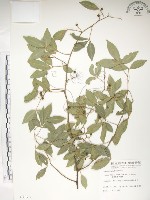 藏品(飛龍掌血)的圖片