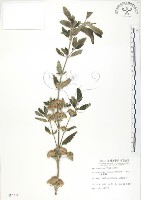藏品(灰葉蕕)的圖片