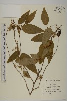 藏品(佩羅特木)的圖片