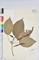 藏品(花蓮鐵莧、臺東鐵莧)的圖片