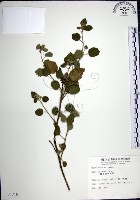 藏品(圓葉金午時花)的圖片