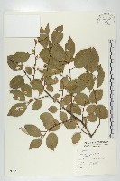 藏品(鄧氏胡頹子)的圖片