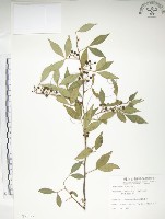 藏品(飛龍掌血)的圖片