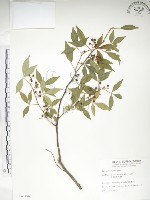 藏品(飛龍掌血)的圖片