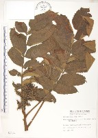 藏品(羅氏鹽膚木)的圖片