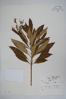 藏品(蘿芙木)的圖片