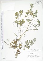 藏品(臺灣黃菫)的圖片