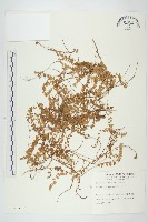 藏品(土丁桂)的圖片