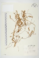 藏品(土丁桂)的圖片