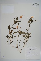 藏品(紫花鳳仙花)的圖片