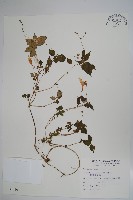 藏品(紫花鳳仙花)的圖片