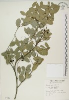 藏品(魯花樹)的圖片