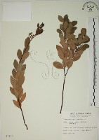 藏品(南嶺蕘花)的圖片