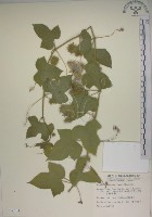 藏品(毛西番蓮)的圖片