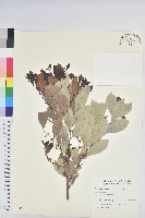 藏品(細葉饅頭果)的圖片