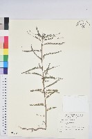 藏品(小返魂)的圖片