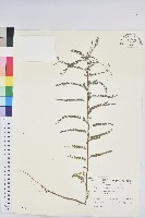 藏品(小返魂)的圖片