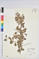 藏品(多花油柑、白仔)的圖片