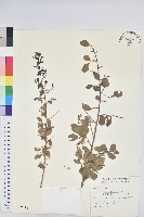 藏品(多花油柑、白仔)的圖片