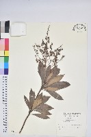 藏品(臺灣馬醉木)的圖片