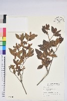 藏品(紅毛杜鵑)的圖片