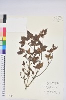 藏品(紅毛杜鵑)的圖片