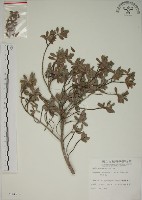 藏品(水芫花)的圖片