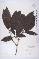 藏品(桃葉珊瑚)的圖片