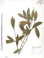 藏品(烏心石)的圖片