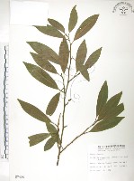 藏品(烏心石)的圖片