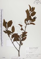 藏品(椆樹桑寄生, 大葉榿寄生)的圖片